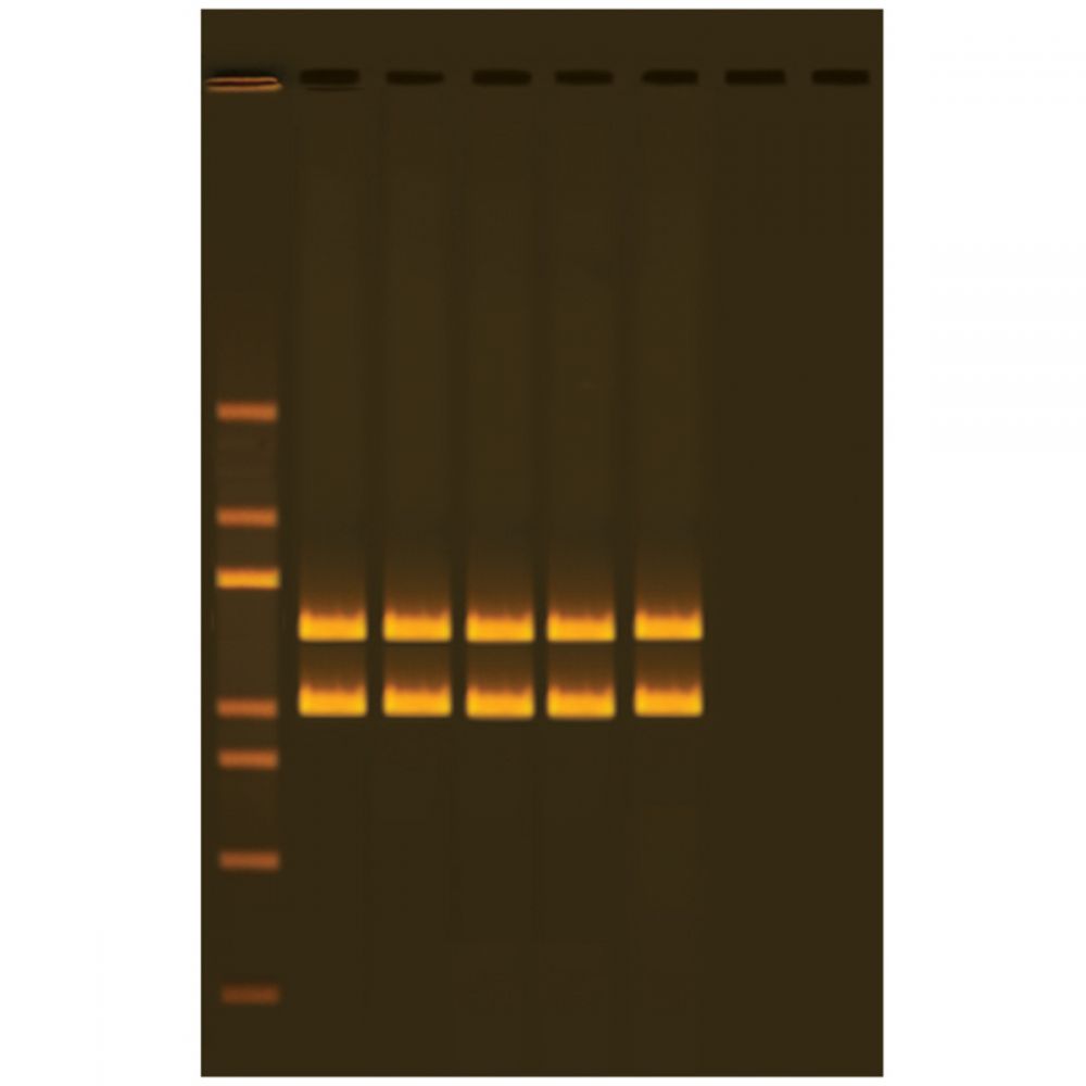 the mother of all experiments exploring human origin by pcr amplification of mitochondrial dna manufacturer reference 332