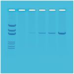 Mapping of Restriction Sites on Plasmid DNA, Manufacturer reference: 105