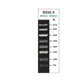 MR25,  IDEAL II DNA Ladder ready-to-use   ,  50-100 lanes
