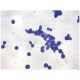 Eukaryotic Cell Biology, Manufacturer reference: 1001