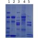 Cell Types in the Brain, Manufacturer reference: 1110
