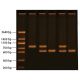 Diagnosing Huntington's Using PCR, Manufacturer reference: 1125