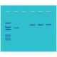 DNA Screening for Smallpox, Manufacturer reference: 124