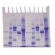 Survey of Protein Diversity , Manufacturer reference: 150