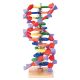 DNA Model - 12 Layer Kit, Manufacturer reference: 1511