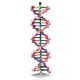 DNA Model - 22 Layer Kit, Manufacturer reference: 1512