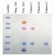 AIDS Kit III: Simulation of HIV Detection by Protein Electrophoresis, Manufacturer reference: 151