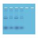 Mini-Prep Isolation of Plasmid DNA, Manufacturer reference: 202