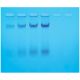 Isolation of E. coli  Chromosomal DNA, Manufacturer reference: 203