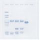Southern Blot Analysis, Manufacturer reference: 207