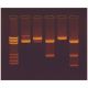 Construction and Cloning of a DNA Recombinant, Manufacturer reference: 301
