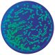 Exploring Biotechnology with GFP, Manufacturer reference: 303