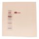 Western Blot Analysis (Polyacrylamide-based), Manufacturer reference: 317
