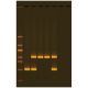 Alu-Human DNA Typing Using PCR, Manufacturer reference: 333