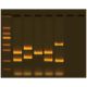 VNTR Human DNA Typing Using PCR, Manufacturer reference: 334