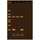 Drosophila Genotyping Using PCR, Manufacturer reference: 337*