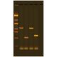 Exploring Plant Diversity with DNA Barcoding, Manufacturer reference: 338*