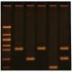 DNA Fingerprinting Using PCR, Manufacturer reference: 371