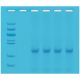 Quick PCR, Manufacturer reference: 372