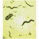 Effects of Alcohol on c. elegans? Manufacturer reference: 851