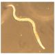 Chemotaxis: The Science of Attraction   /   Manufacturer reference: 852