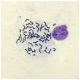 Chromosome Spread (Pre-fixed Slides), Manufacturer reference: 987