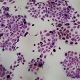 Morphology of Cancer Cells, Manufacturer reference: 990