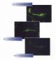 AGR1322,  Citifluor Phosphate Buffered Saline AF3 (25ml)