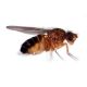 Fruit Fly Behavior, Manufacturer reference: AP12