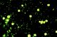TRINOCULAR LED FLUORESCENCE MICROSCOPE B-293LD1, IOS, MULTI-PLUG