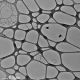 1GLC300Cu-25,     Graphene on Lacey Carbon, 300 Cu, 1 layer