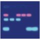 The Secret of the Invisible DNA: A Genetics Exploration, Manufacturer reference: S-52